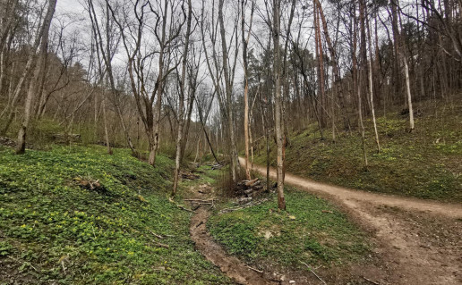 21_Karoliniškių takai (5).jpg